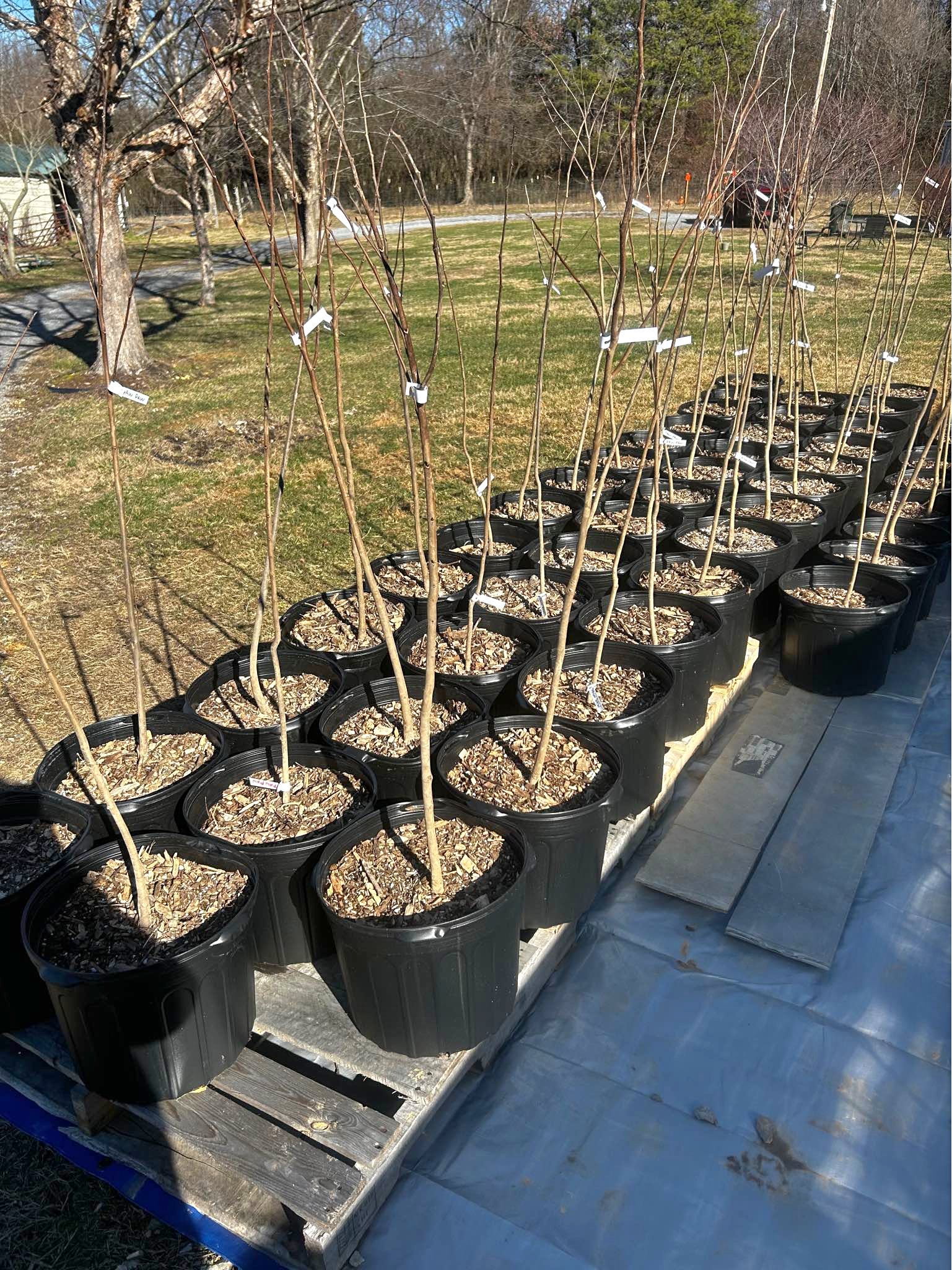 Paw Paw Trees - Plants & Seedlings - Jonesborough, Tennessee | Facebook ...