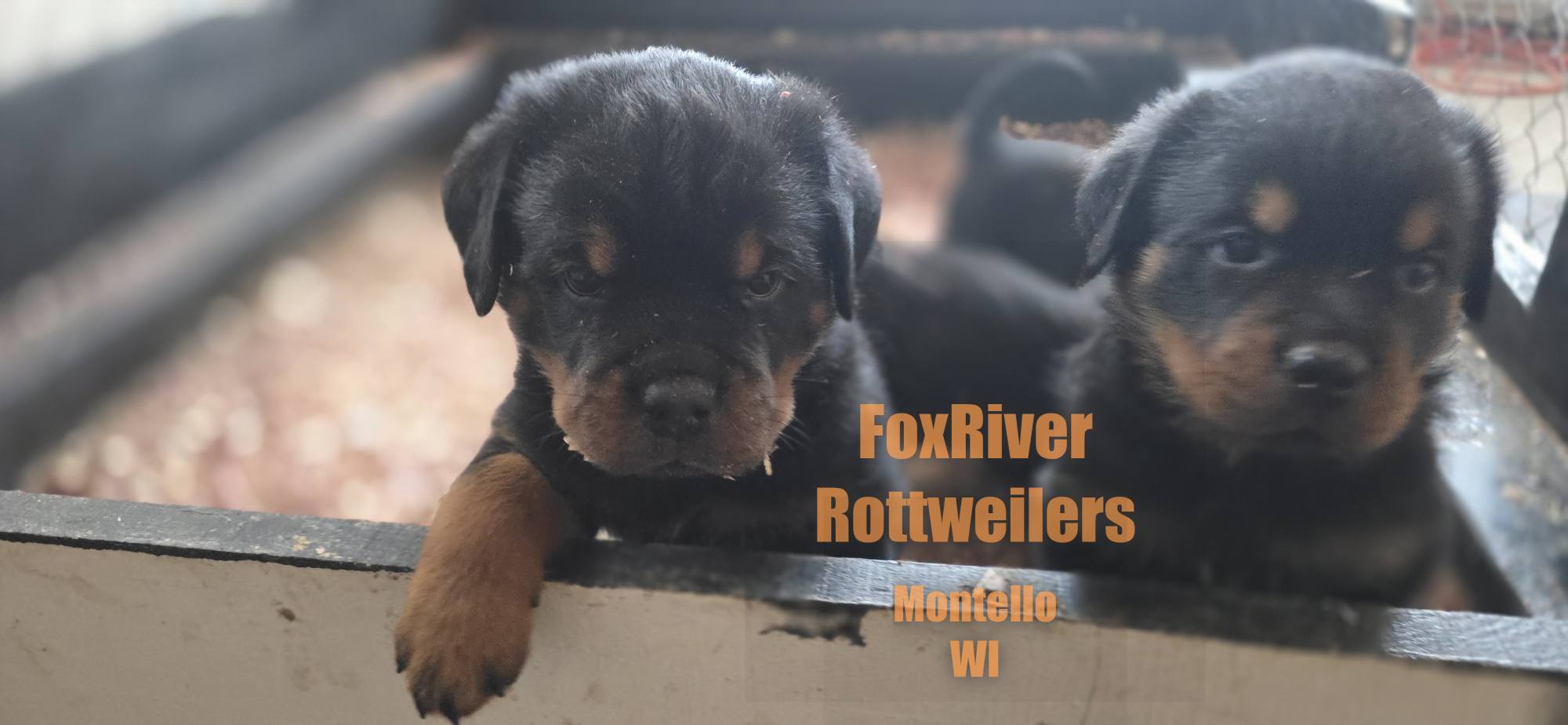 Fox River Rottweilers 
