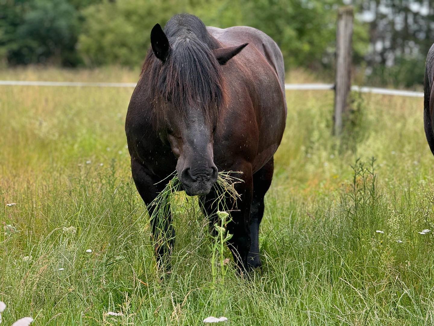 Little T Ranch | Ulm