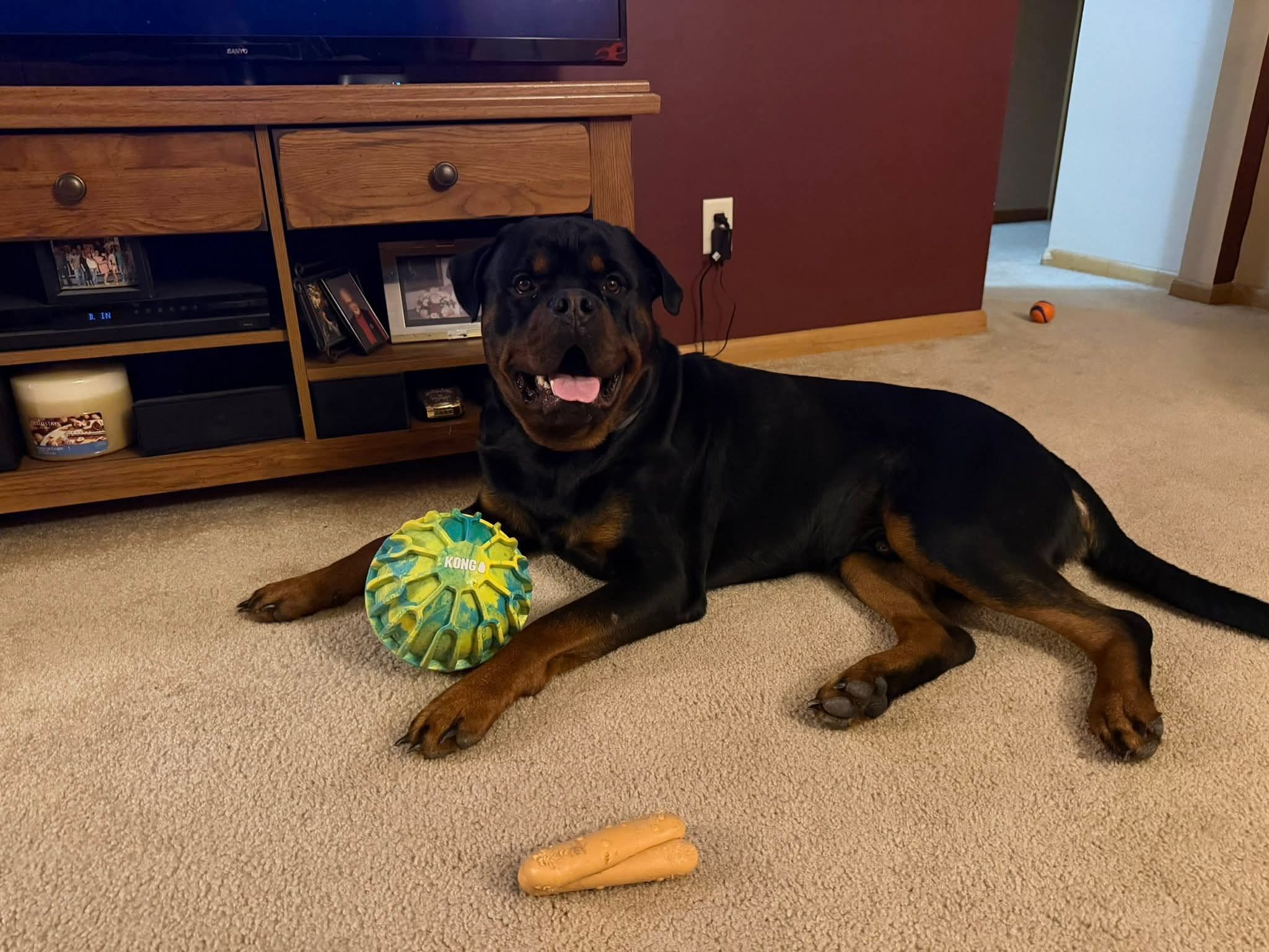 Fox River Rottweilers 