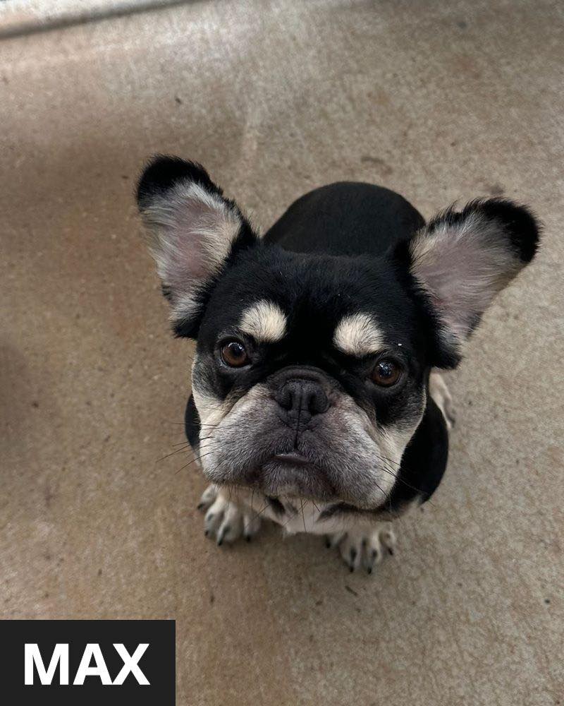 Sandy - 💙🦴 50 Dogs, 50 Chances to Save A Life 🦴💙 Click the newsletter ...