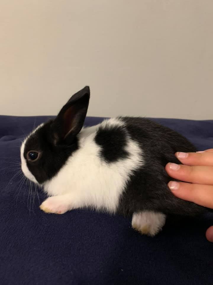 Ruthie’s Dutch Rabbitry