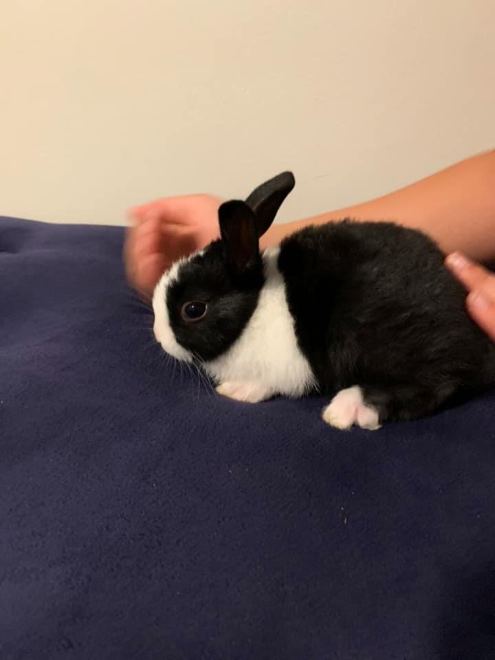 Ruthie’s Dutch Rabbitry