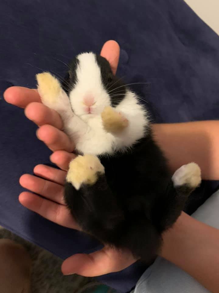 Ruthie’s Dutch Rabbitry