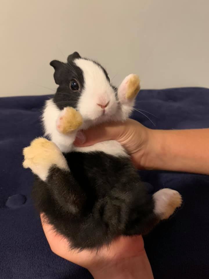 Ruthie’s Dutch Rabbitry