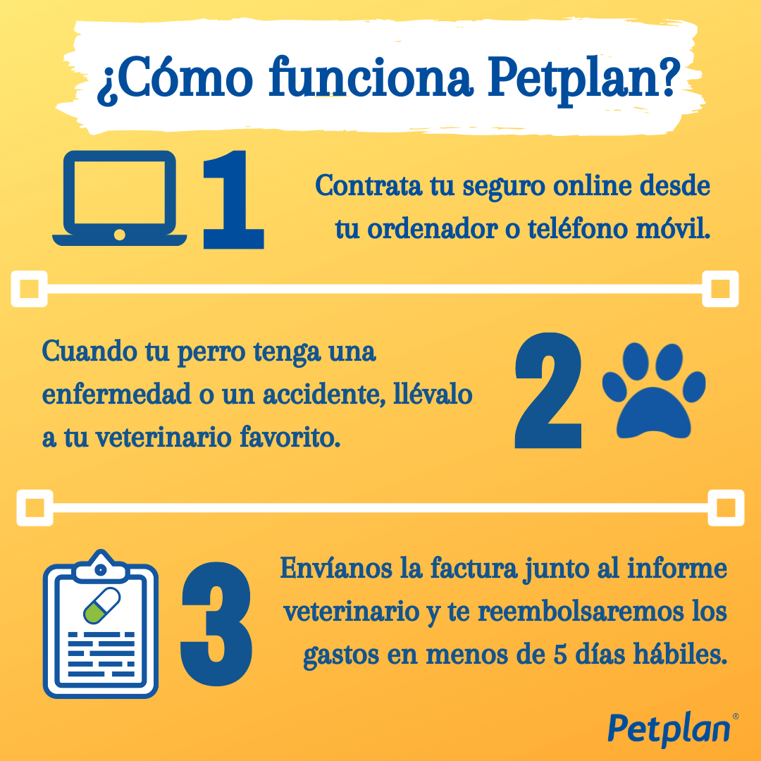 ¿Sabes cómo funciona el seguro... - Petplan.es España