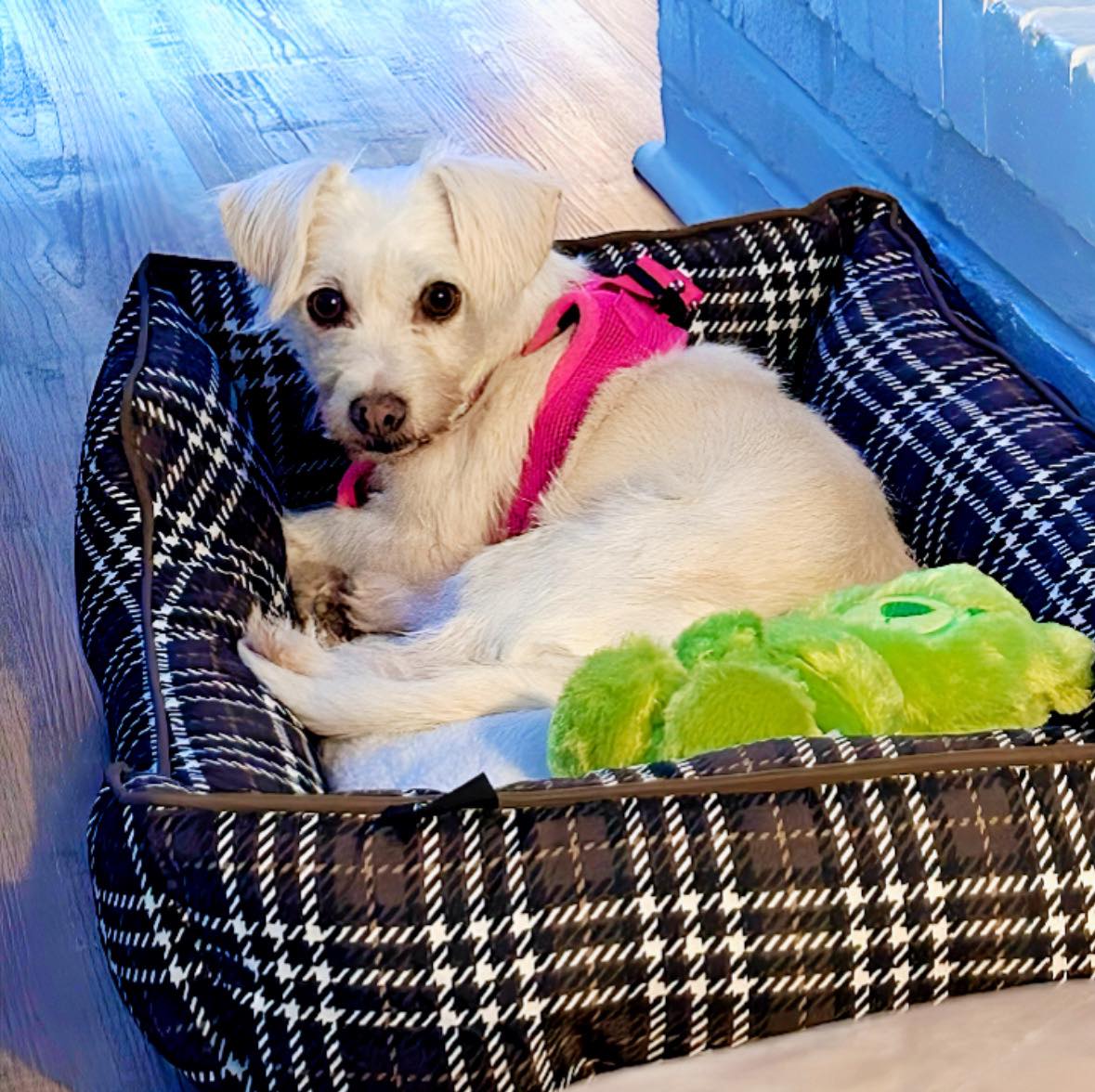 ️ ADOPTED ️ Did I hear... - Project No Kill Canine Rescue | Facebook