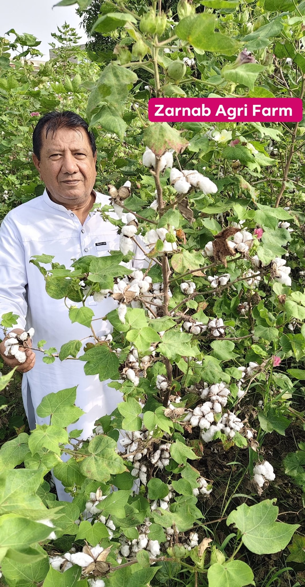 Zarnab Seeds Company