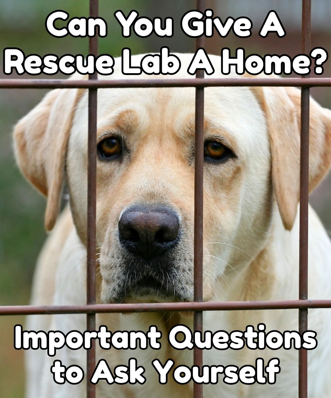 The Labrador - Rehoming a Labrador is more risky than buying a puppy in ...