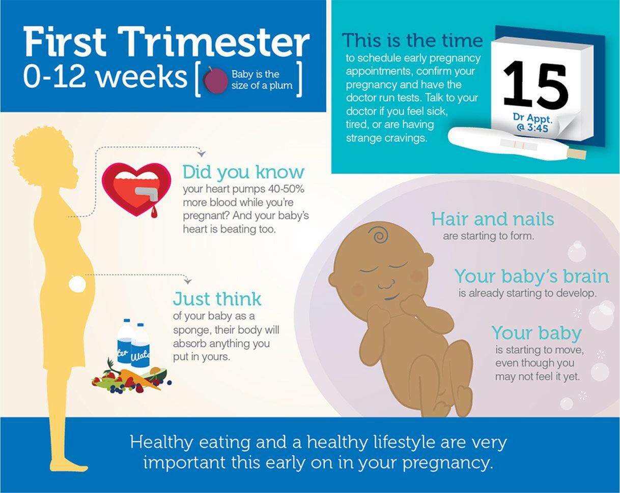 Sono-Diagnostics - The first trimester begins on the first day of your ...