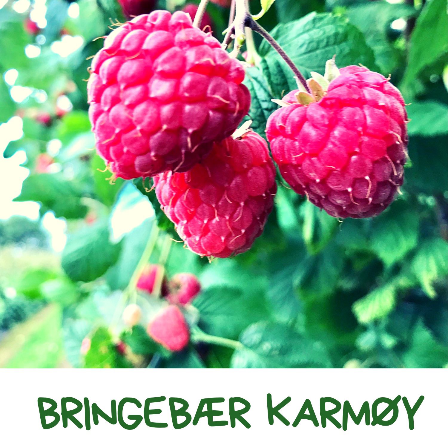 Bringebær Karmøy | Kopervik