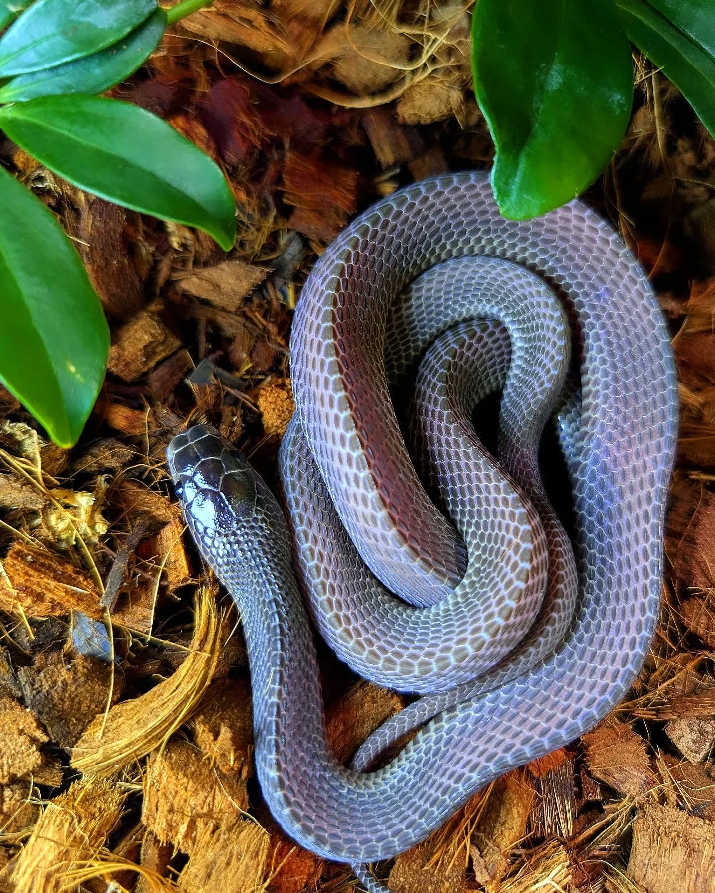 In love with the phenomenal purple colors of this African file