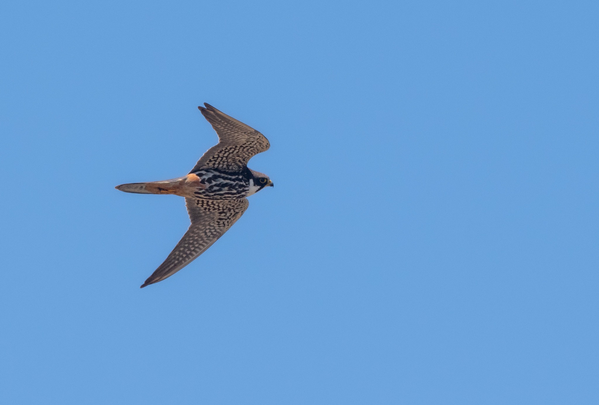 Antikythira Bird Observatory (ABO) - Spring 2016, day 53 of bird ...