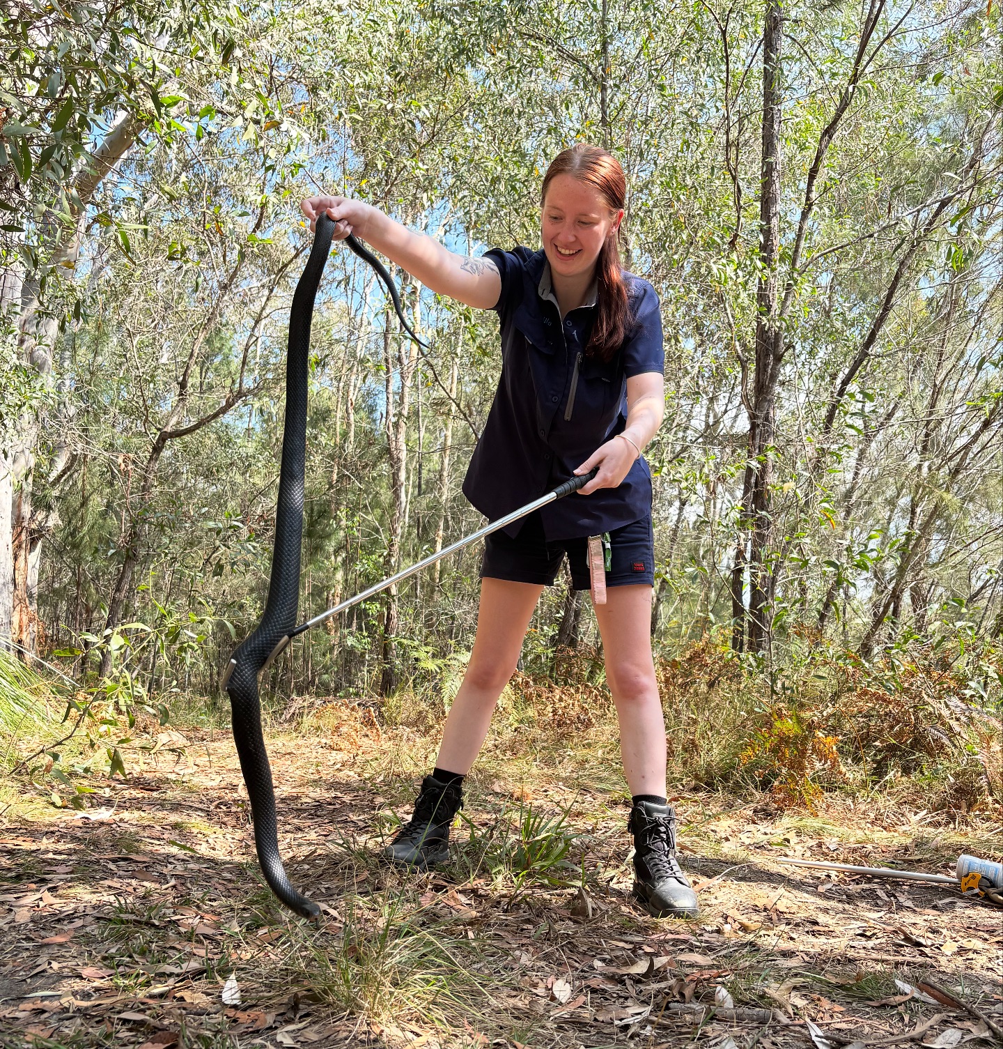 Nice one Mik! 👏🏼... - Sunshine Coast Snake Catchers 24/7 | Facebook