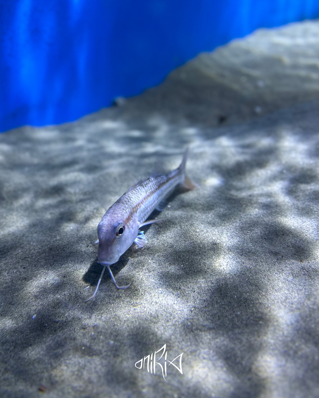 Aquarium - 🐠 Connaissez-vous le 