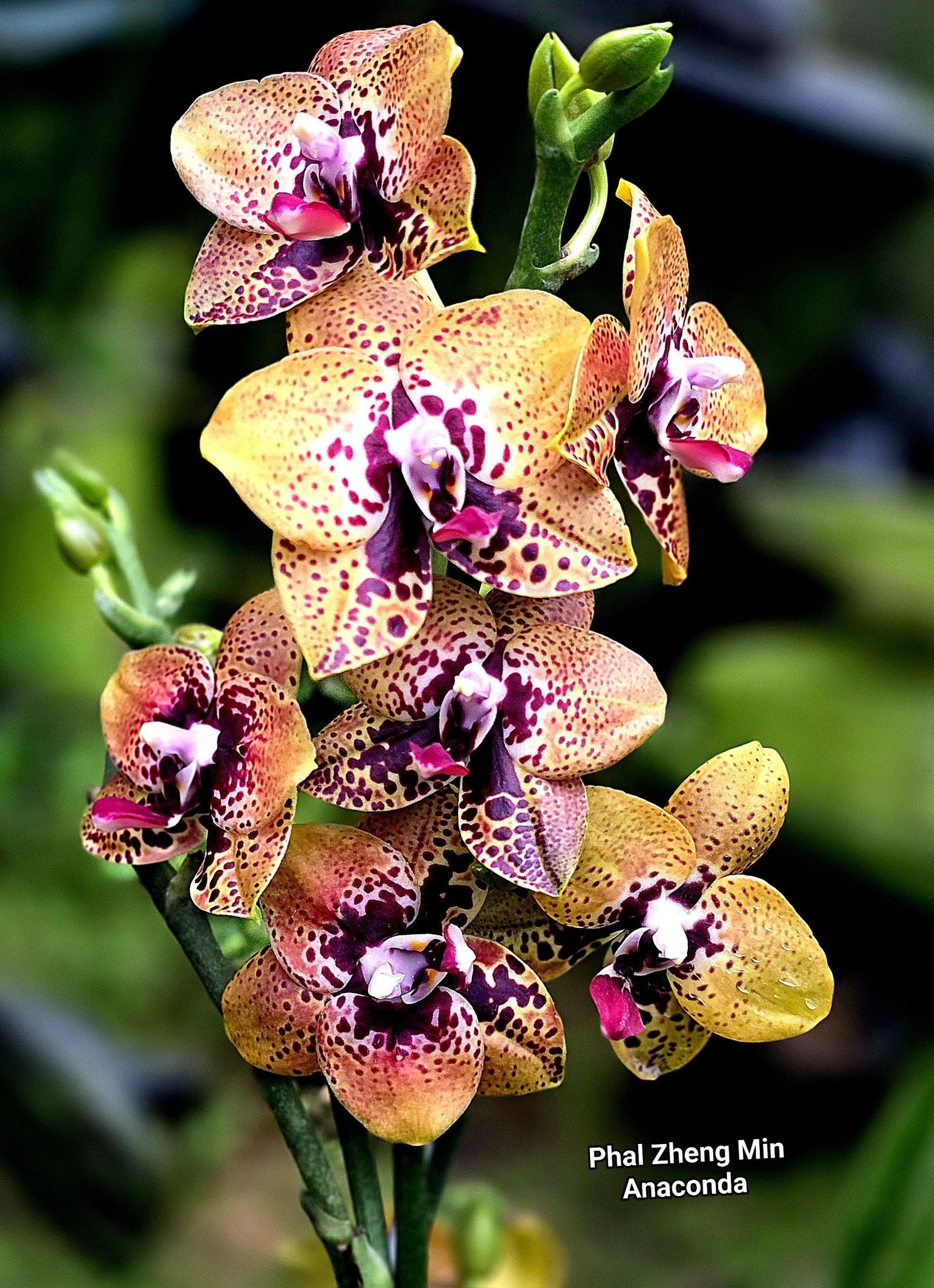 Phalaenopsis Zheng Min Anaconda