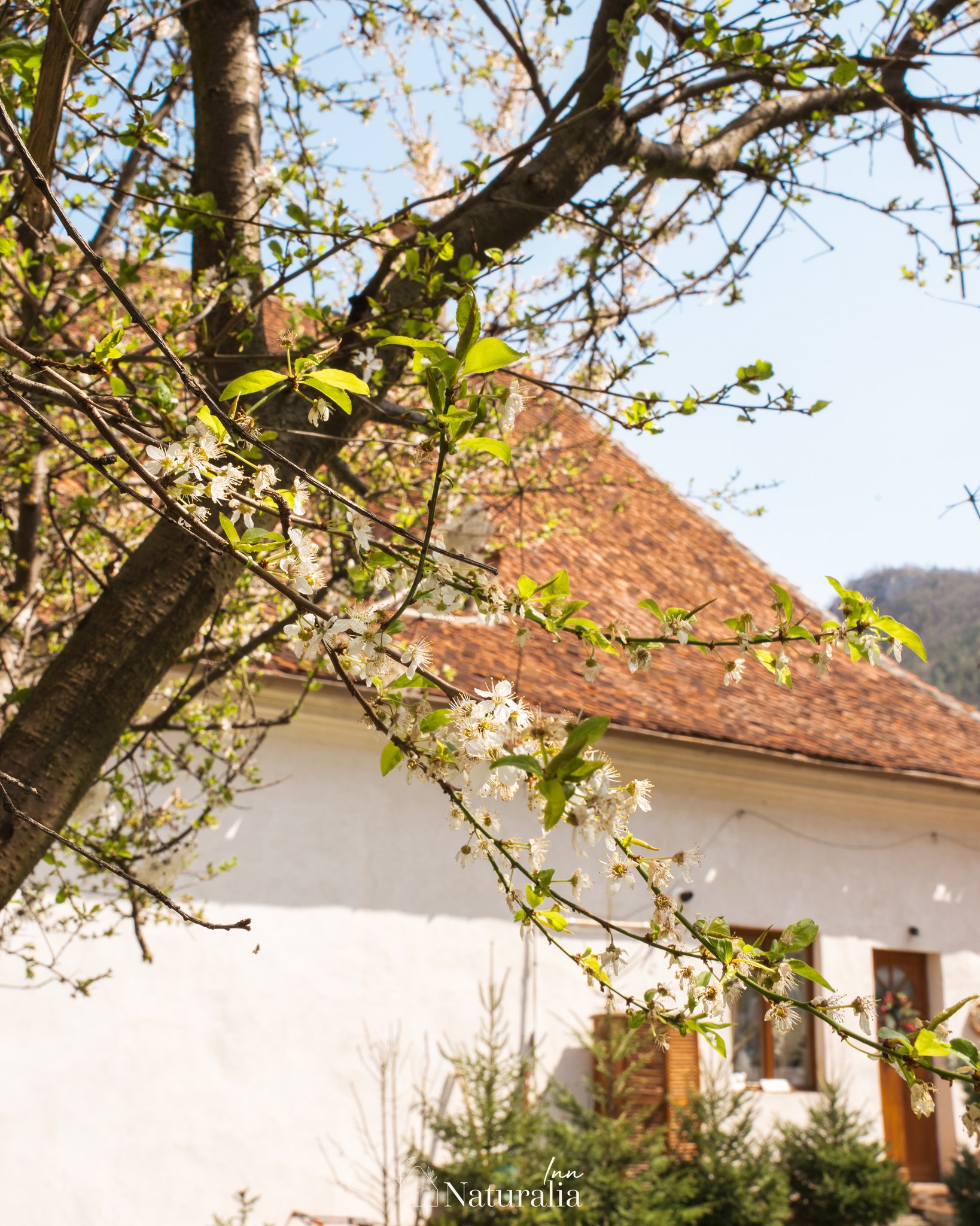 Naturalia Inn | Brasov