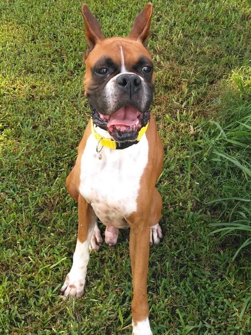 Houston Boxer Rescue | Houston TX