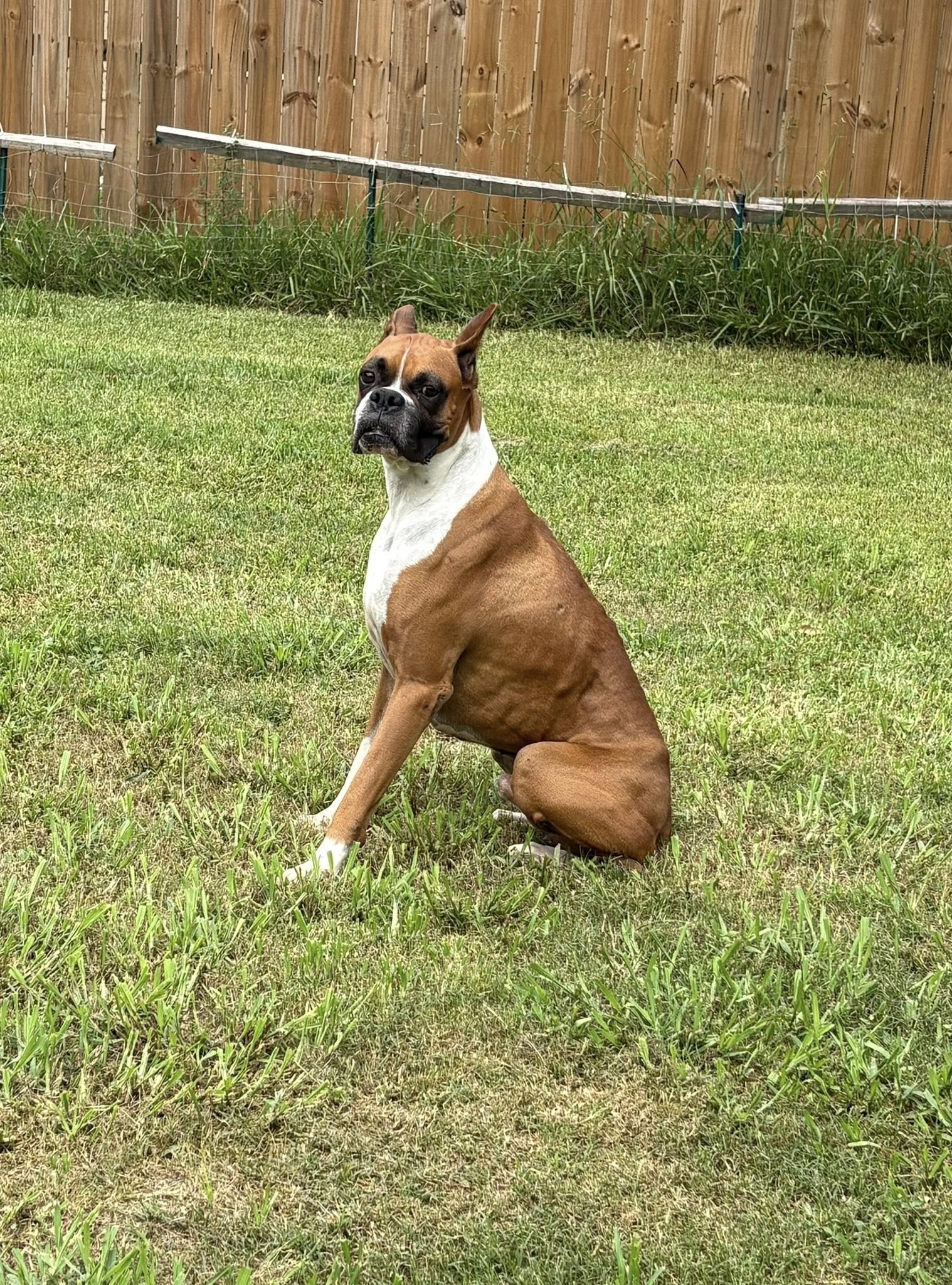 Houston Boxer Rescue | Houston TX