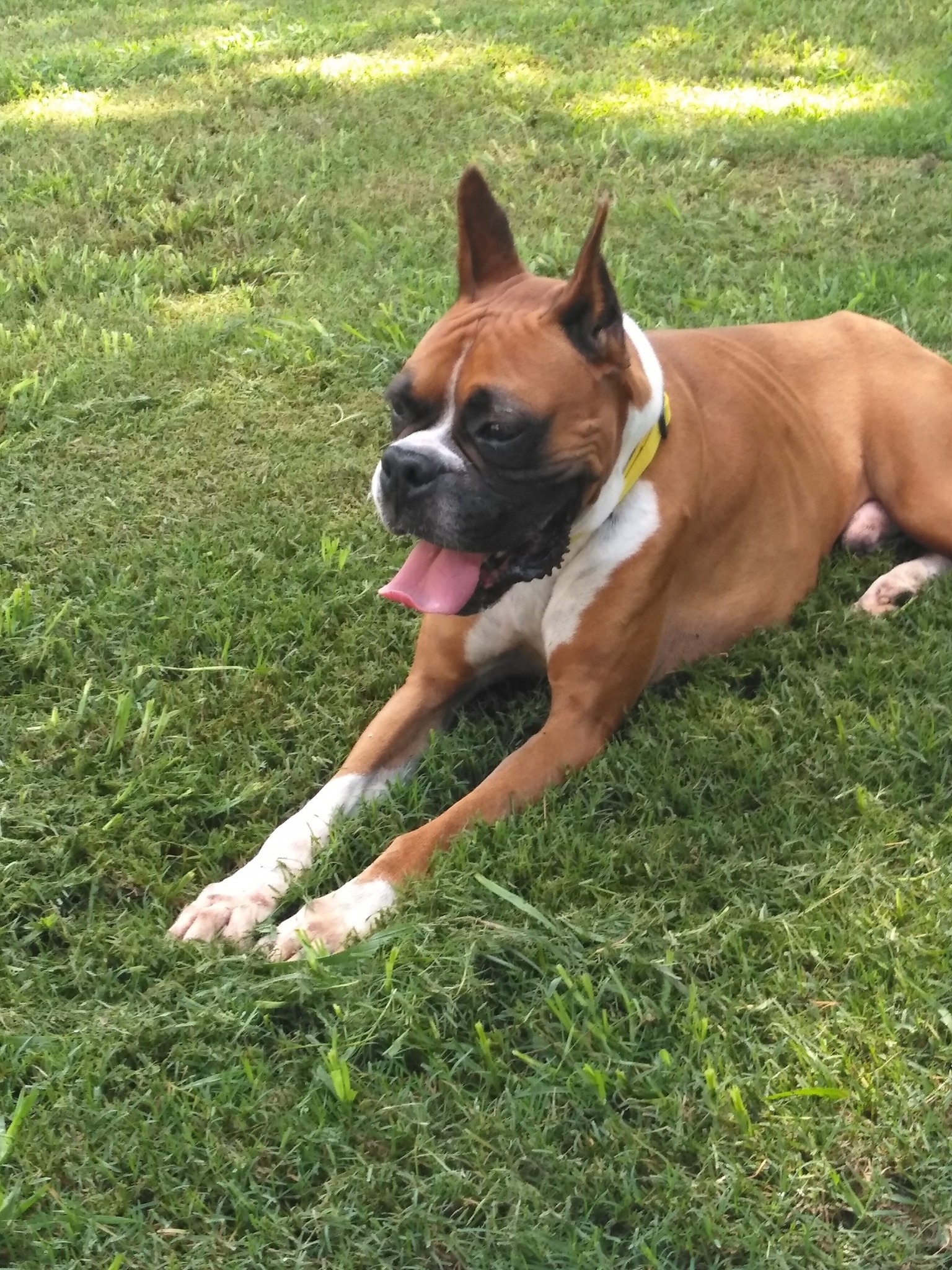 Houston Boxer Rescue | Houston TX