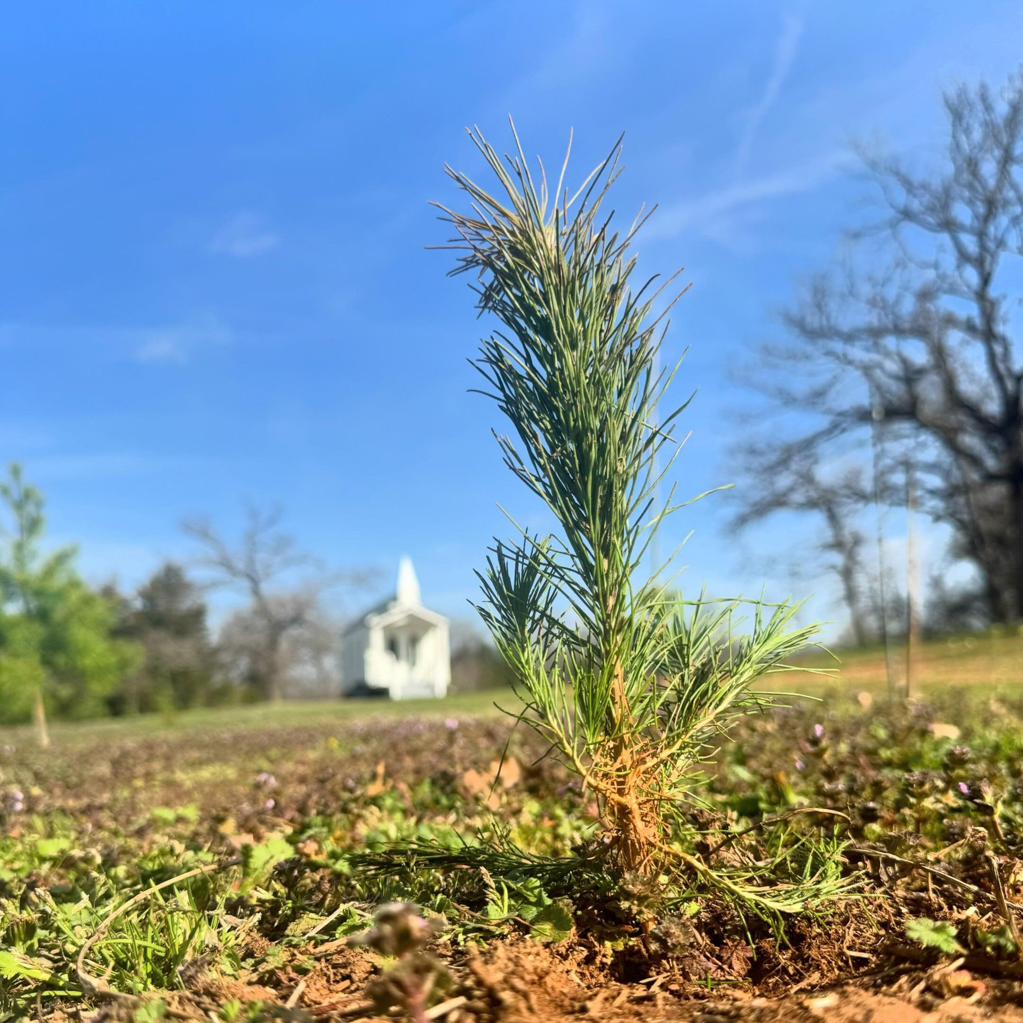 Wells Christmas Tree Farm Events | Facebook