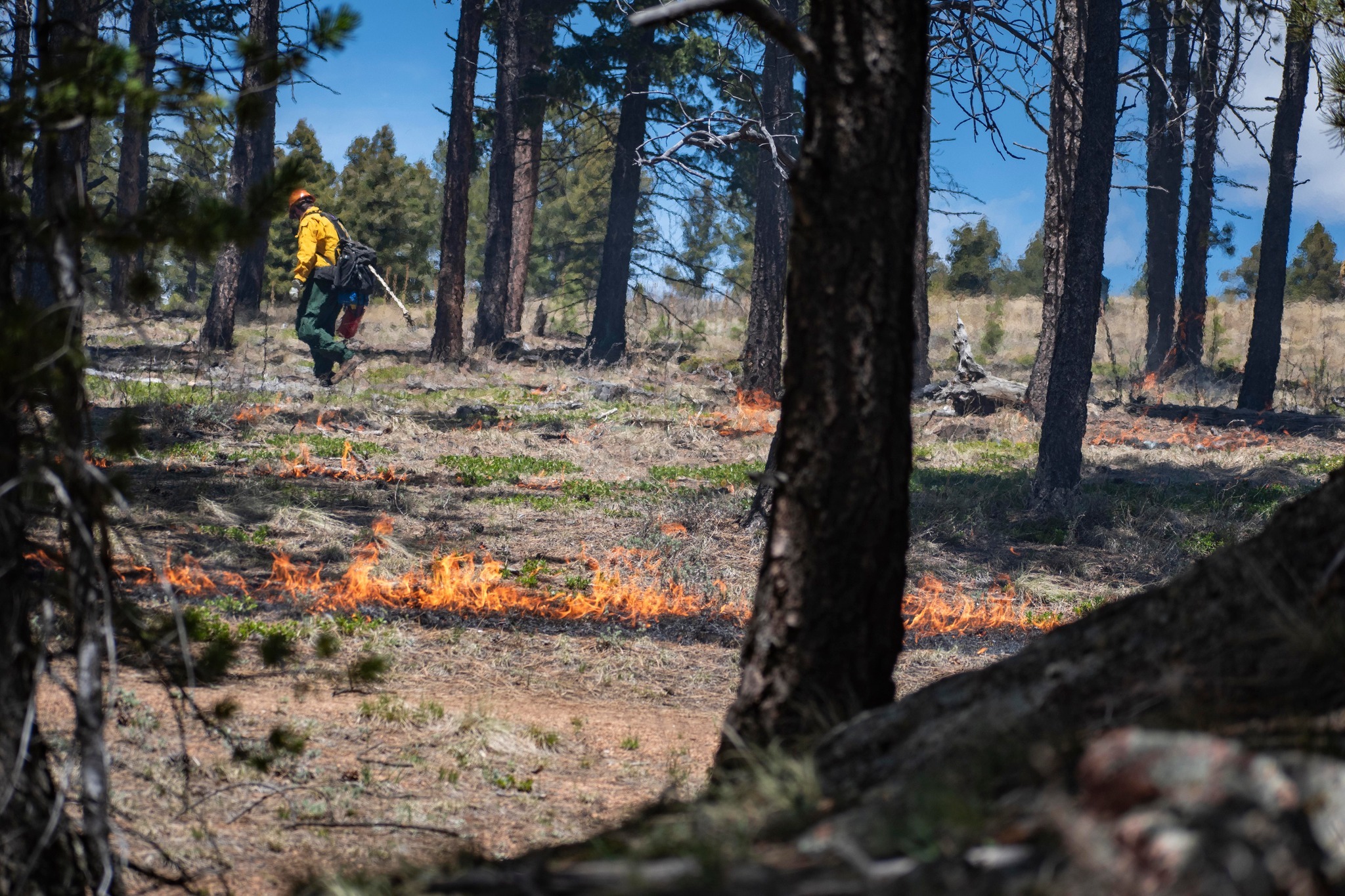 The numbers are in. The Forest... - U.S. Forest Service | Facebook