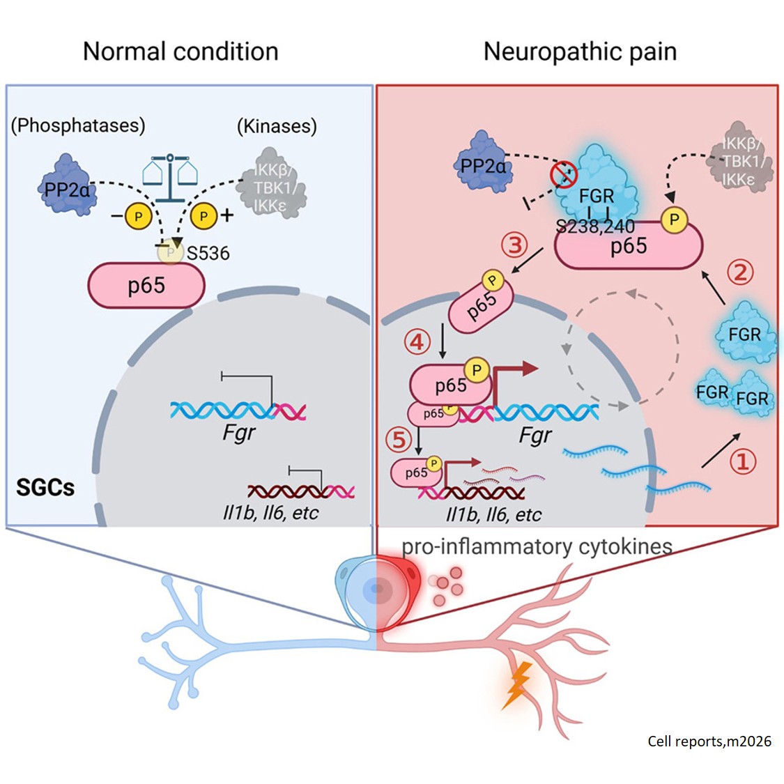 Science - Mechanism of sustained chronic neuropathic pain It is known ...