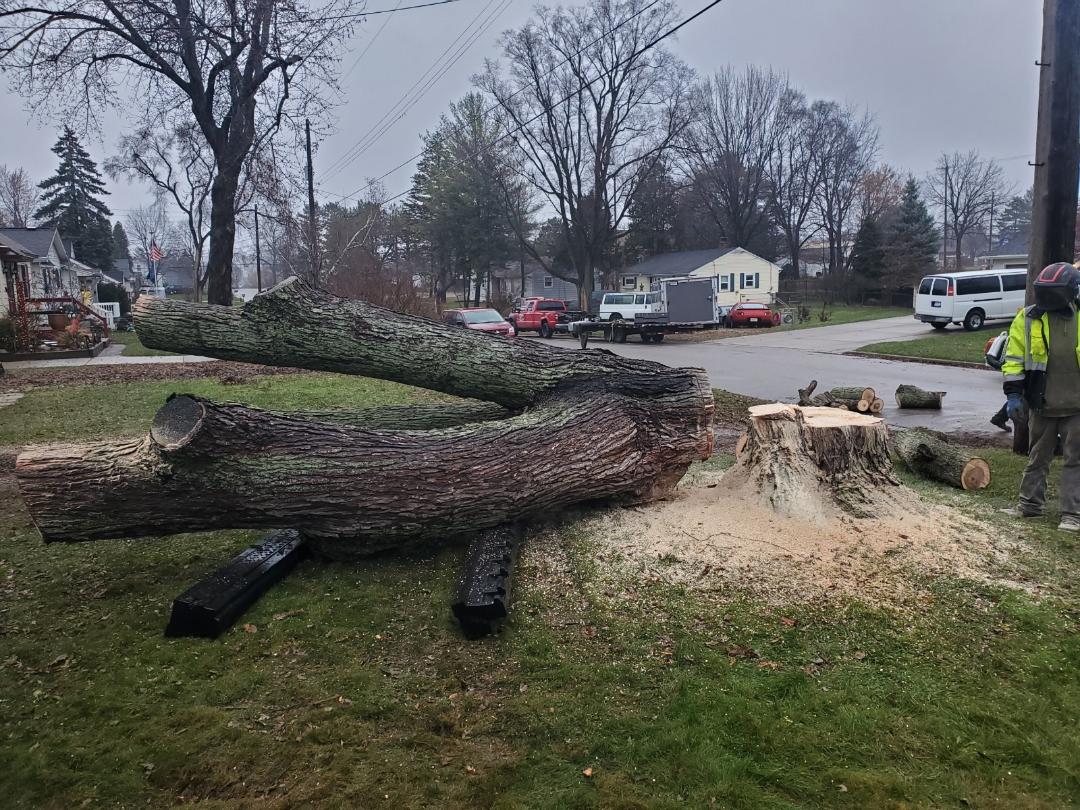 Lou's Cutting Edge Tree Service LLC | Eaton Rapids MI