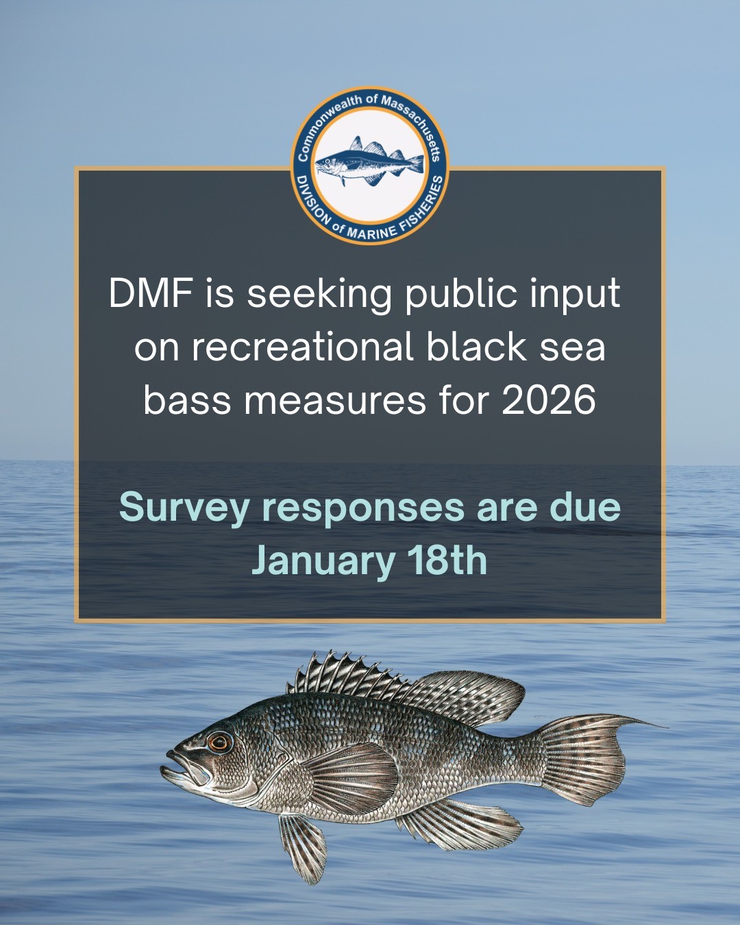 The Atlantic... - Massachusetts Division of Marine Fisheries | Facebook