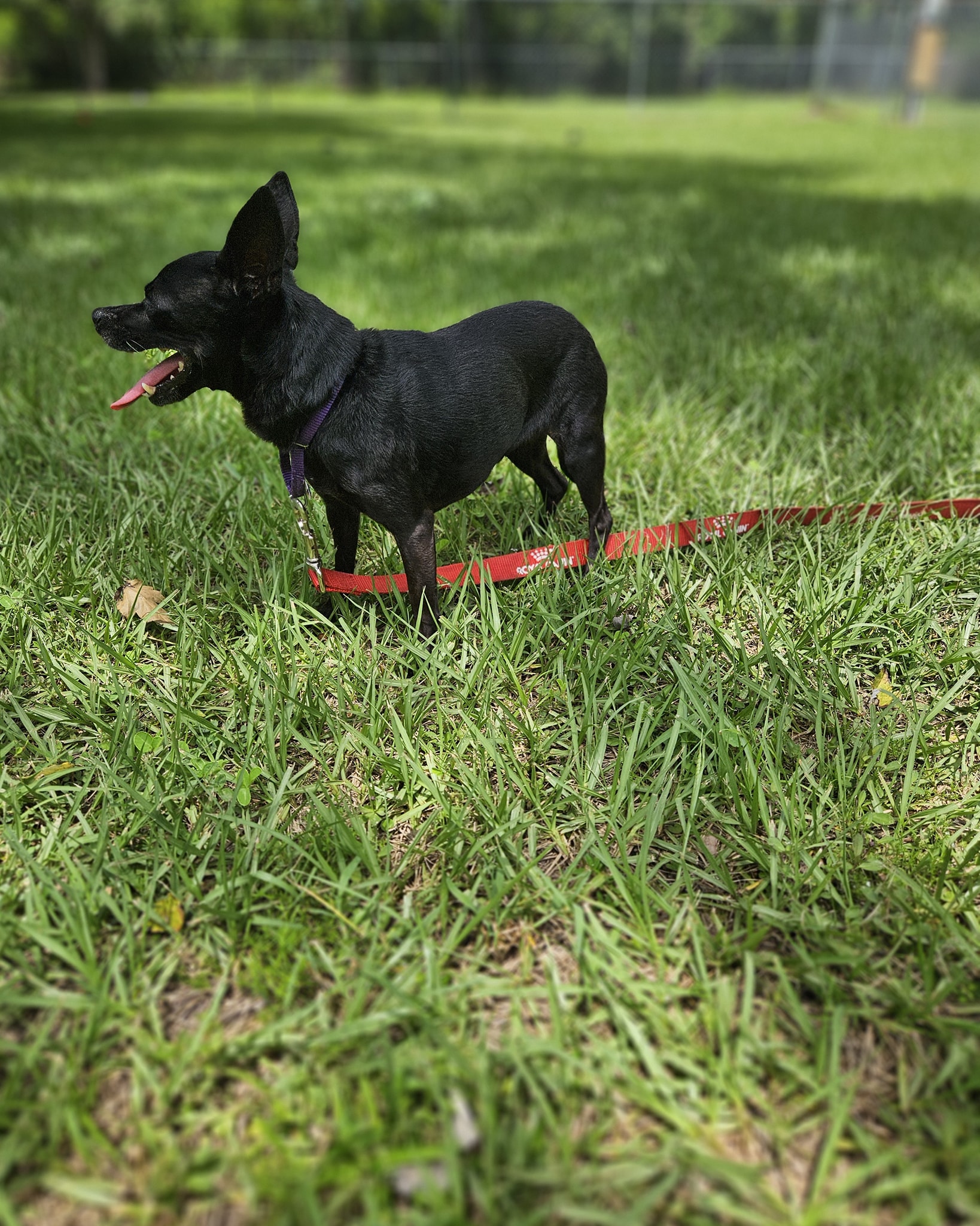 C.A.R.E. Animal Shelter (Critter Adoption & Rescue Effort, Inc.) added ...