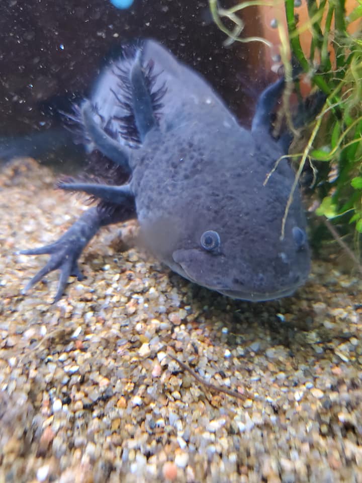 Elevage Axolotl Petite Douceur Home Facebook