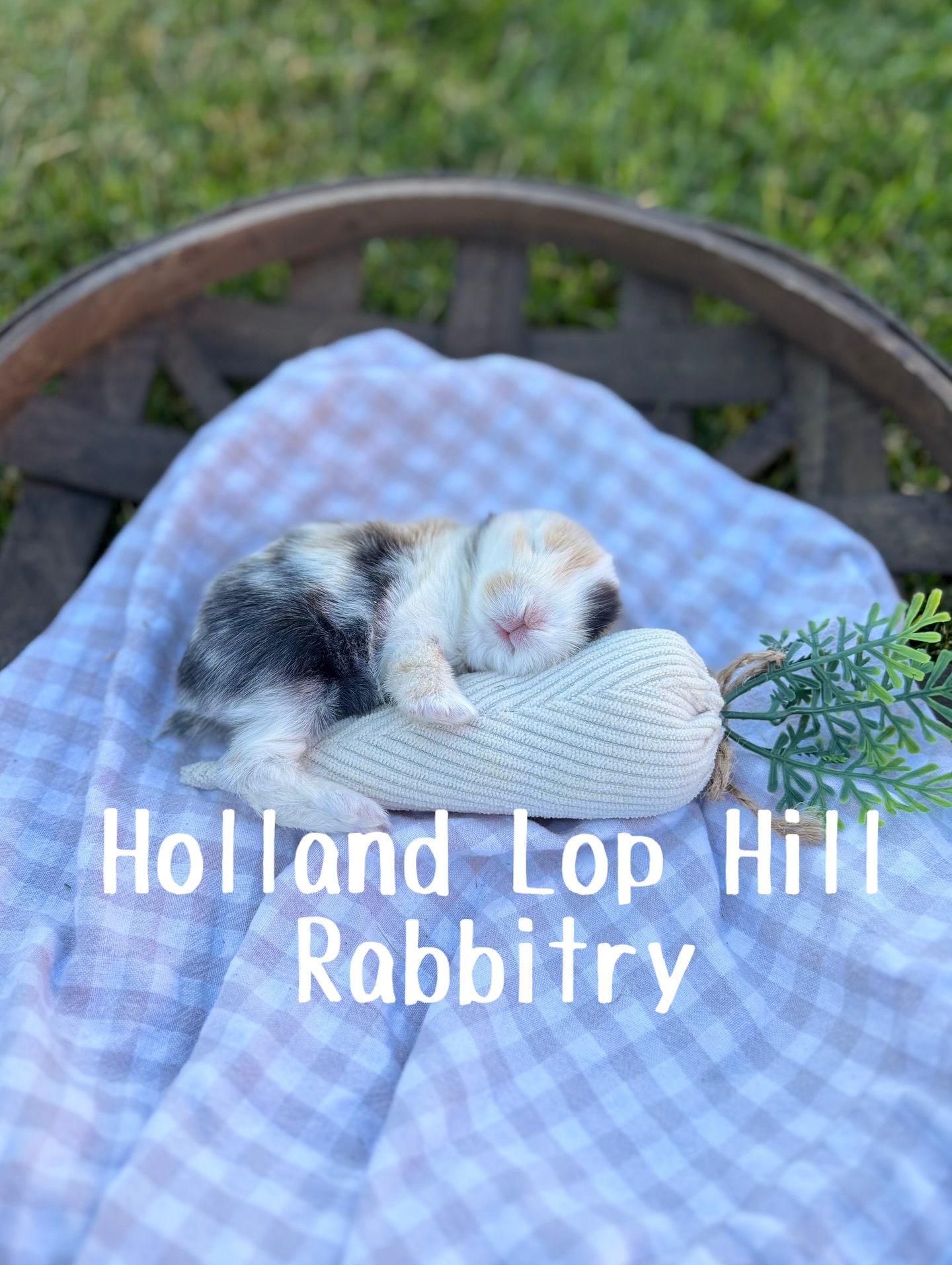 Holland Lop Hill Rabbitry | Shelley ID