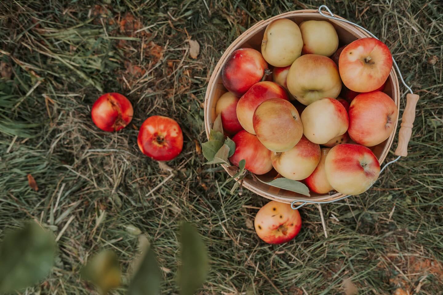 Rosalee apples are ready... - Cider Hill Family Orchard | Facebook