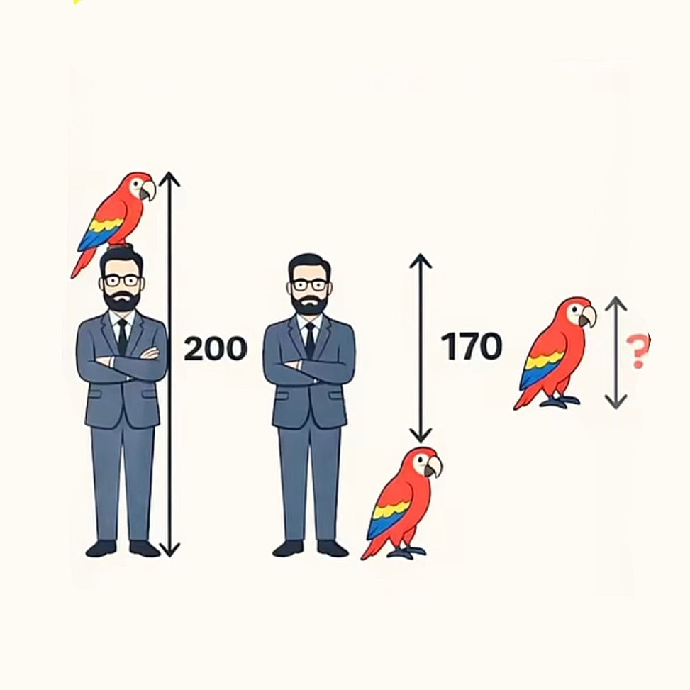 What is the height of the parrot 🦜? - Tambuwal Maths Class | Facebook