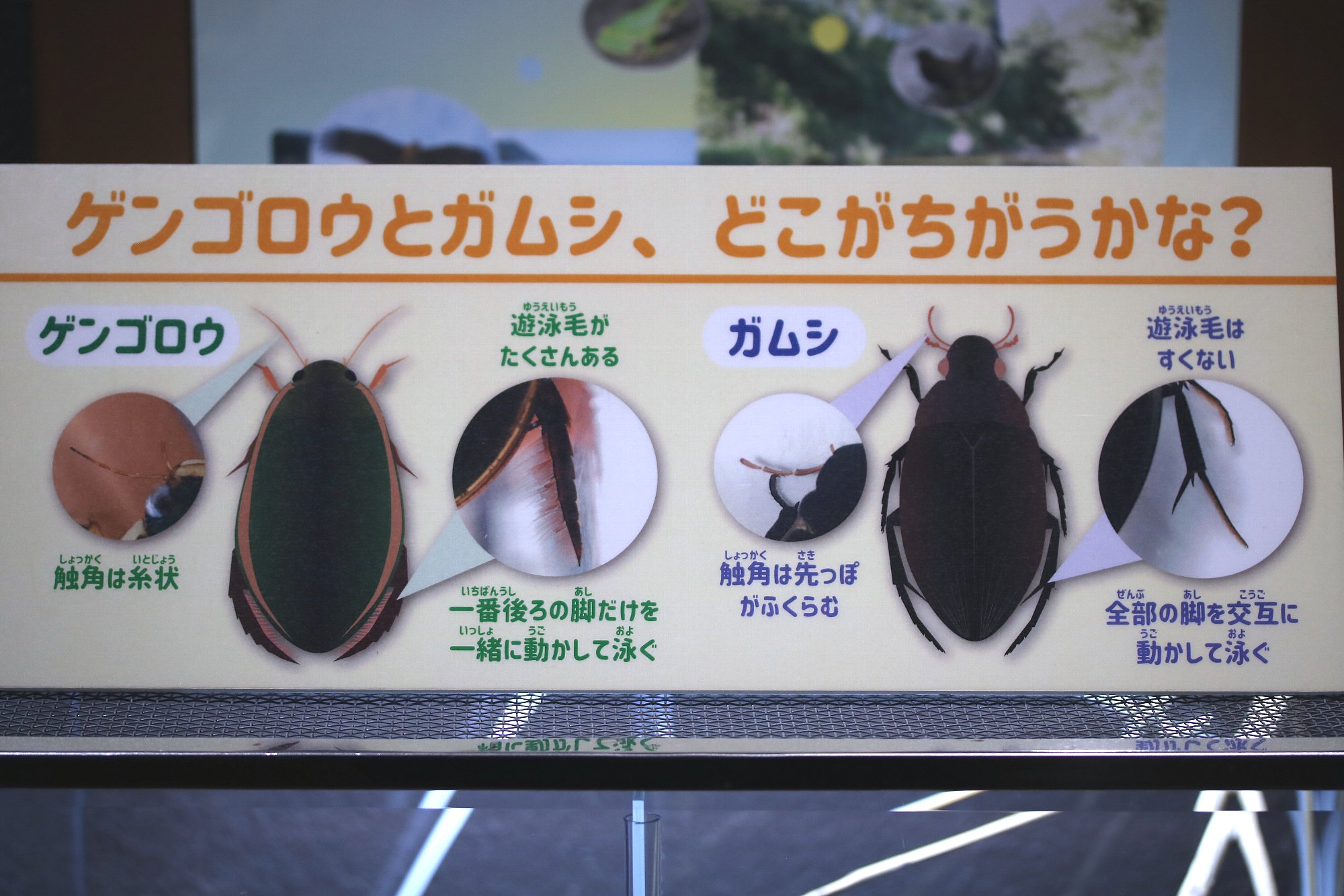 【ゲンゴロウとガムシ】現在ガムシをゲンゴロウと隣り合わせて展示してい... - 相模川ふれあい科学館 アクアリウムさがみはら