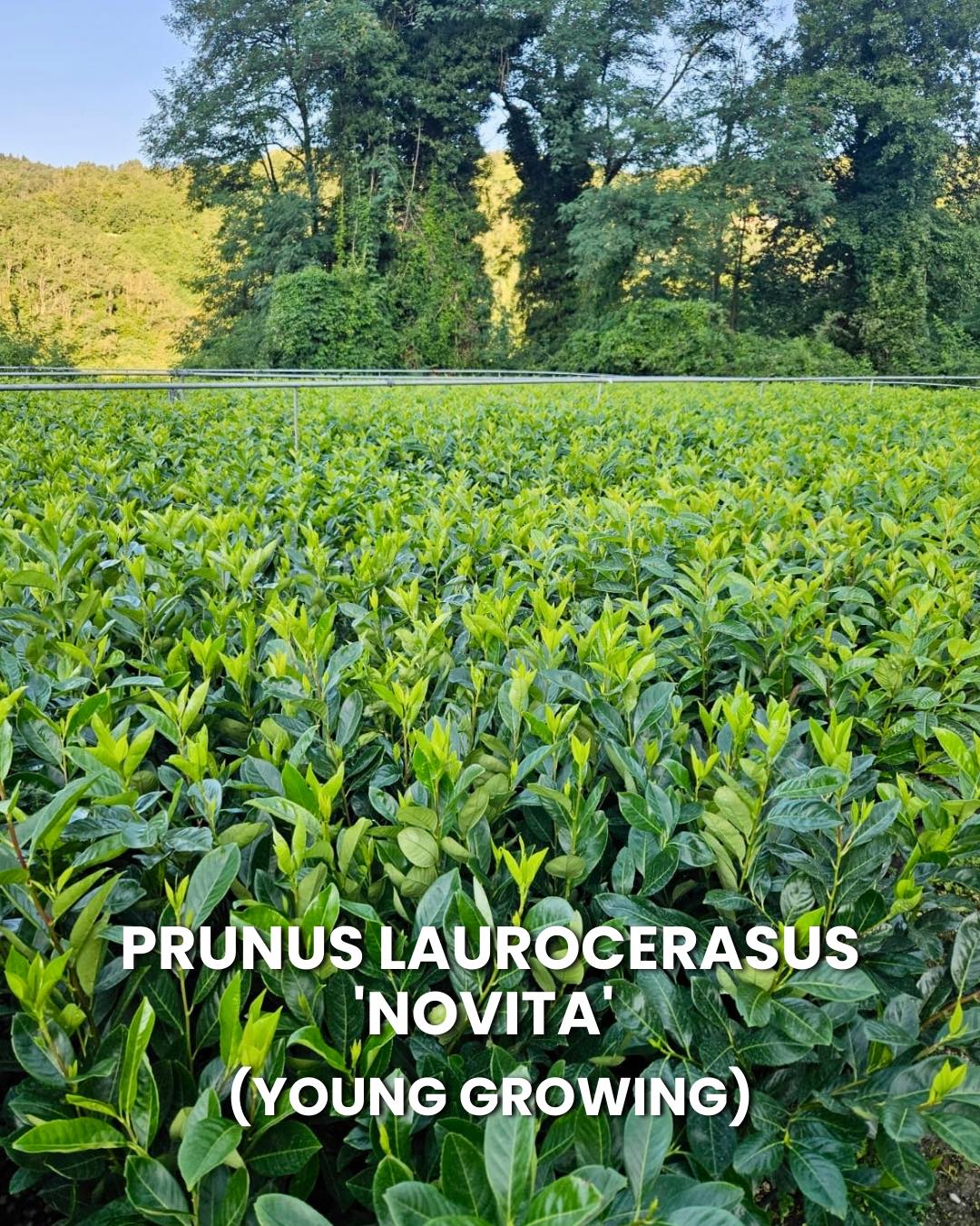 Prunus laurocerasus 'Novita' (young growing) is a strong, evergreen ...