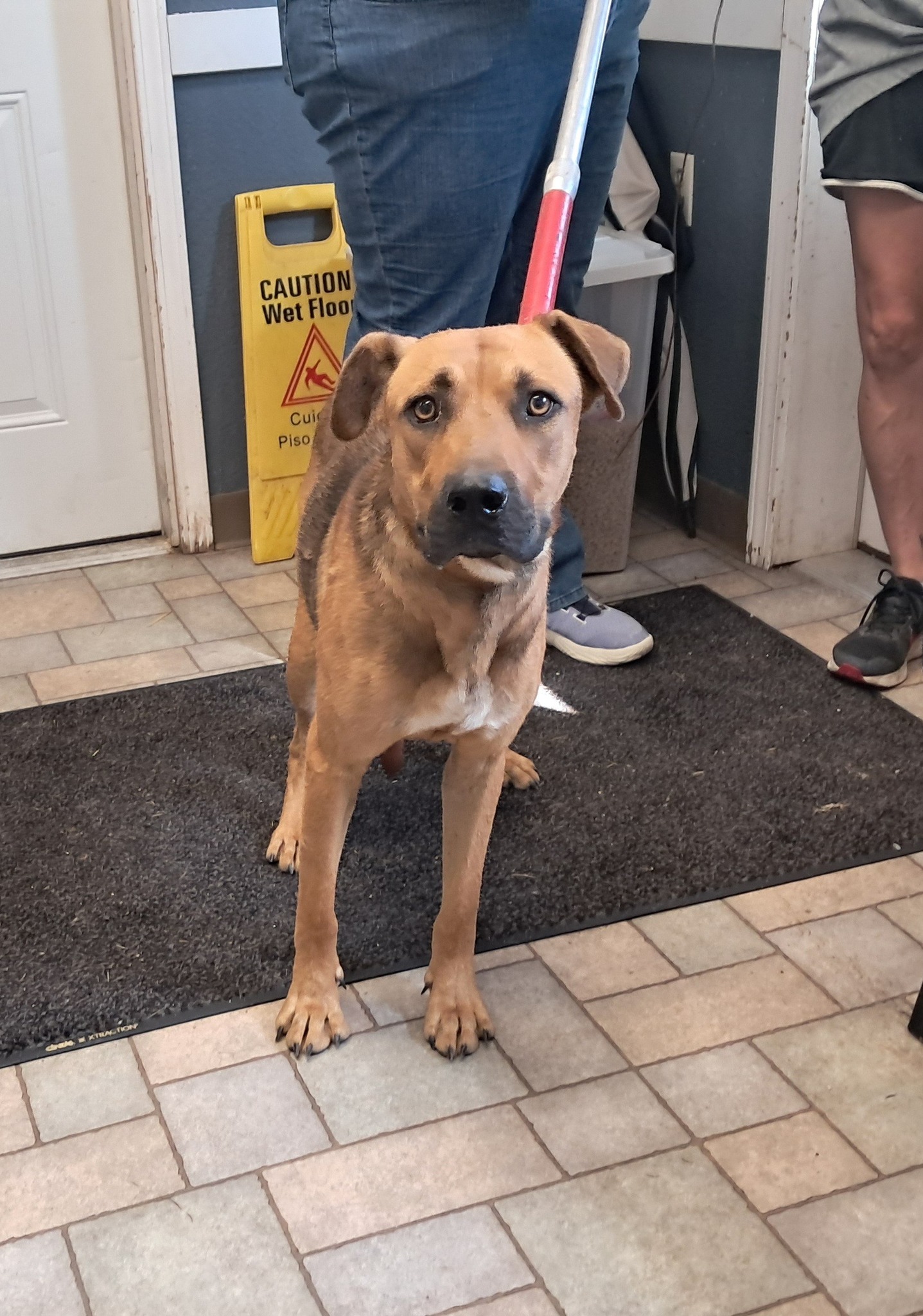 Taney County Animal Control