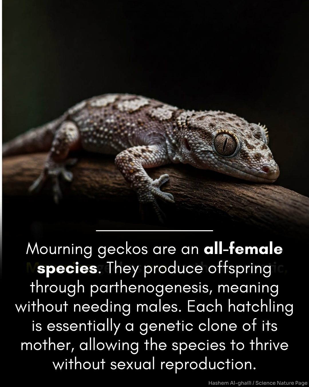 Hashem Al-Ghaili - Mourning geckos are an all-female species that ...