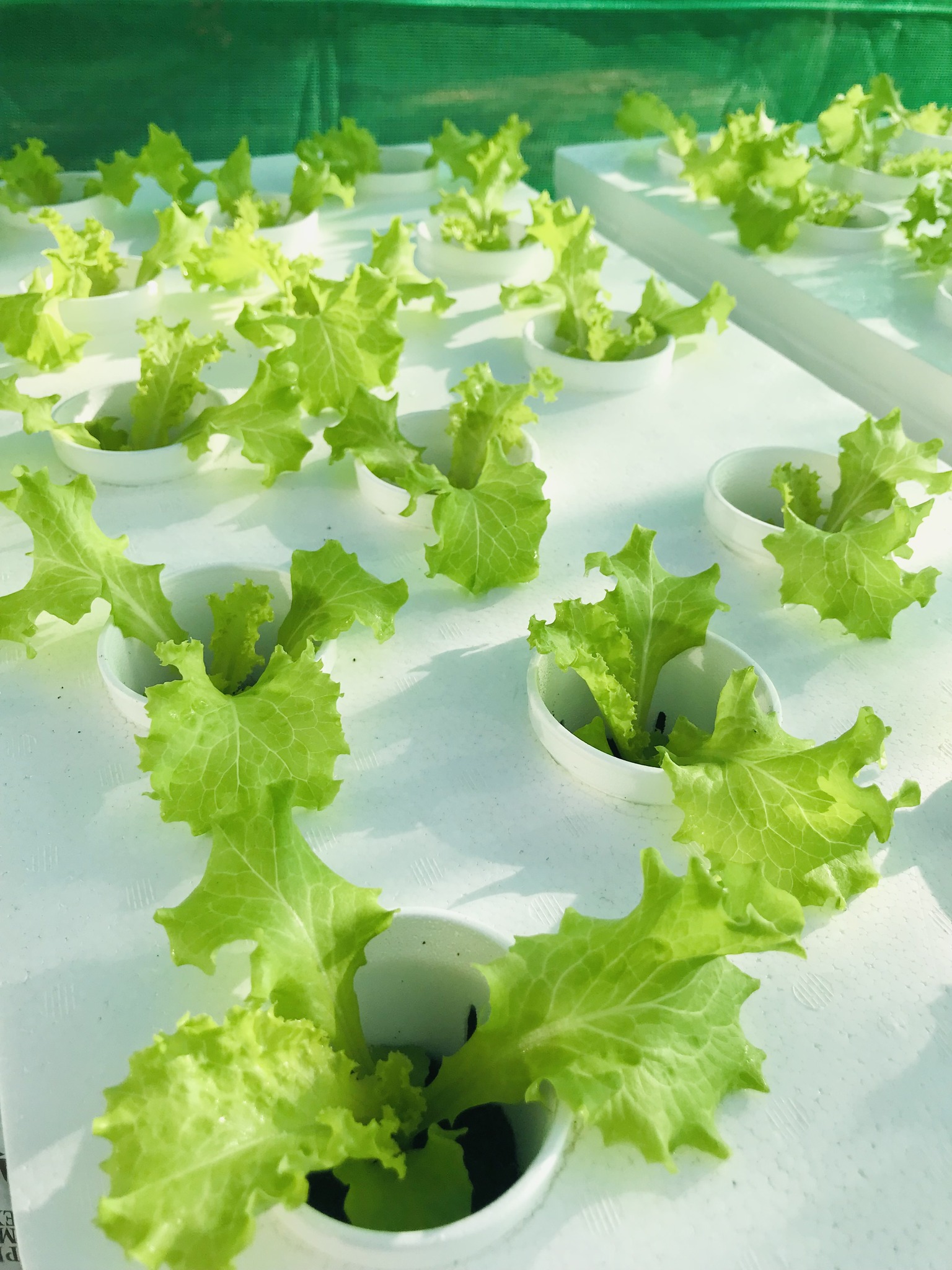 Lettuce Lab