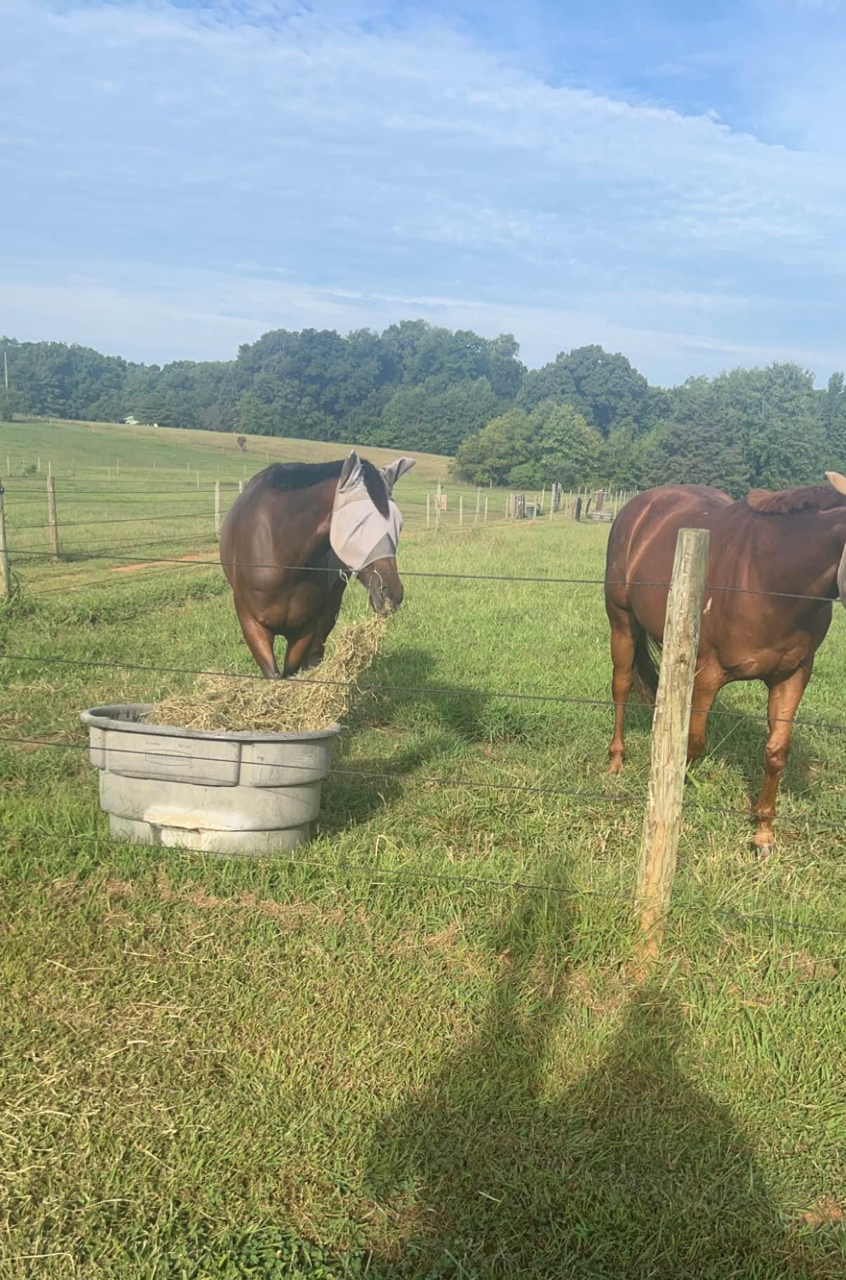 Farm For Rent, 10 stall Barn. Powhatan VA - Property Rentals - Powhatan ...