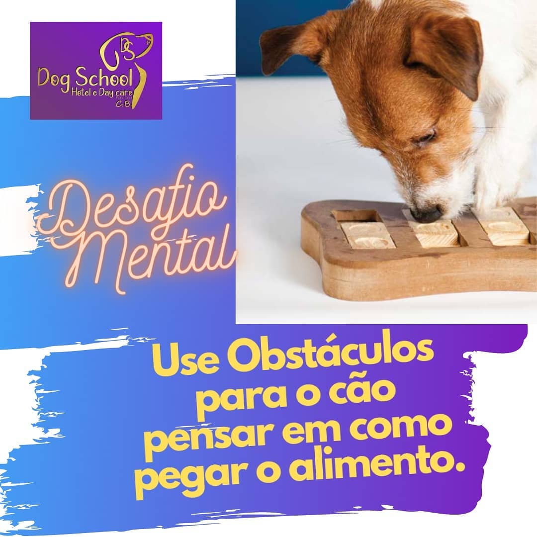 Dog School CB - A Rotina Ideal para o seu cão precisa... | Facebook