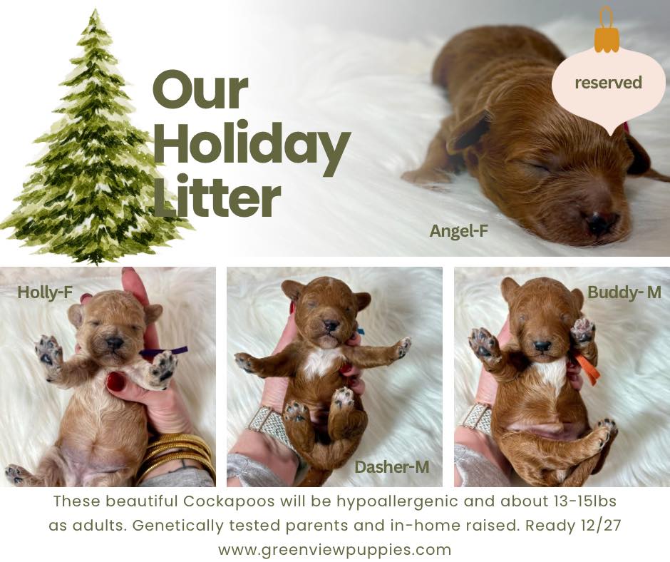 Greenview Puppies (@GreenviewPuppiesPA) • Facebook