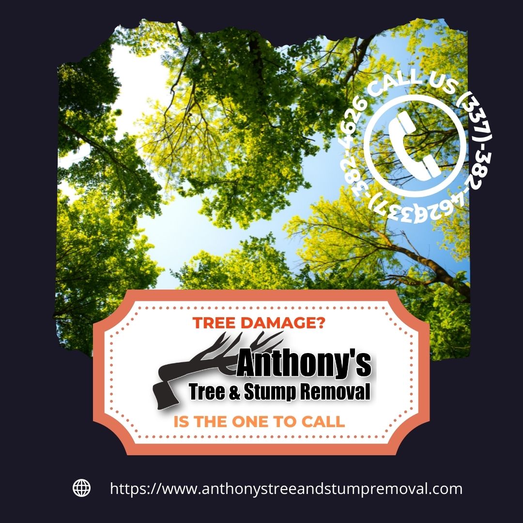 Anthony's Tree and Stump Removal Services LLC | Saint Martinville LA