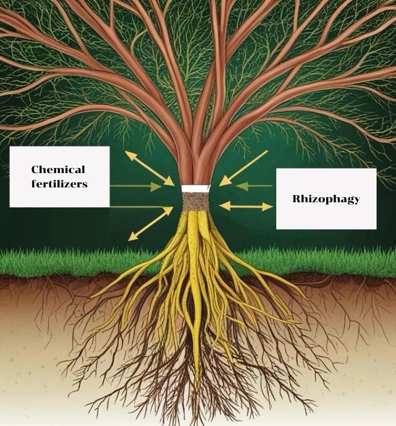 FARMD - ผลกระทบของปุ๋ยเคมีต่อกระบวนการ Rhizophagy Rhizophagy cycle เป็น ...
