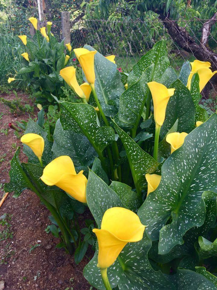 CALLAS A Calla é originária... - All The Beauty Of Flowers