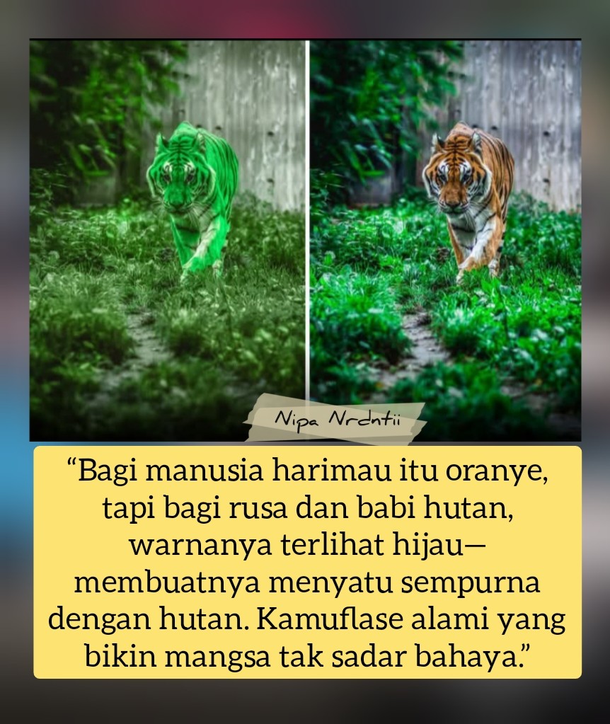 𝗗𝗨𝗡𝗜𝗔 𝗣𝗘𝗡𝗚𝗘𝗧𝗔𝗛𝗨𝗔𝗡 𝗨𝗠𝗨𝗠 | Ketika kita melihat harimau, yang kita lihat ...