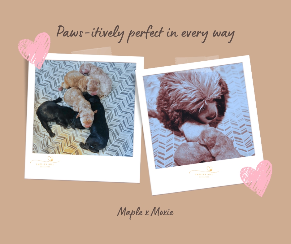 Chesley - Our hearts (and our whelping box) are officially full! We are ...