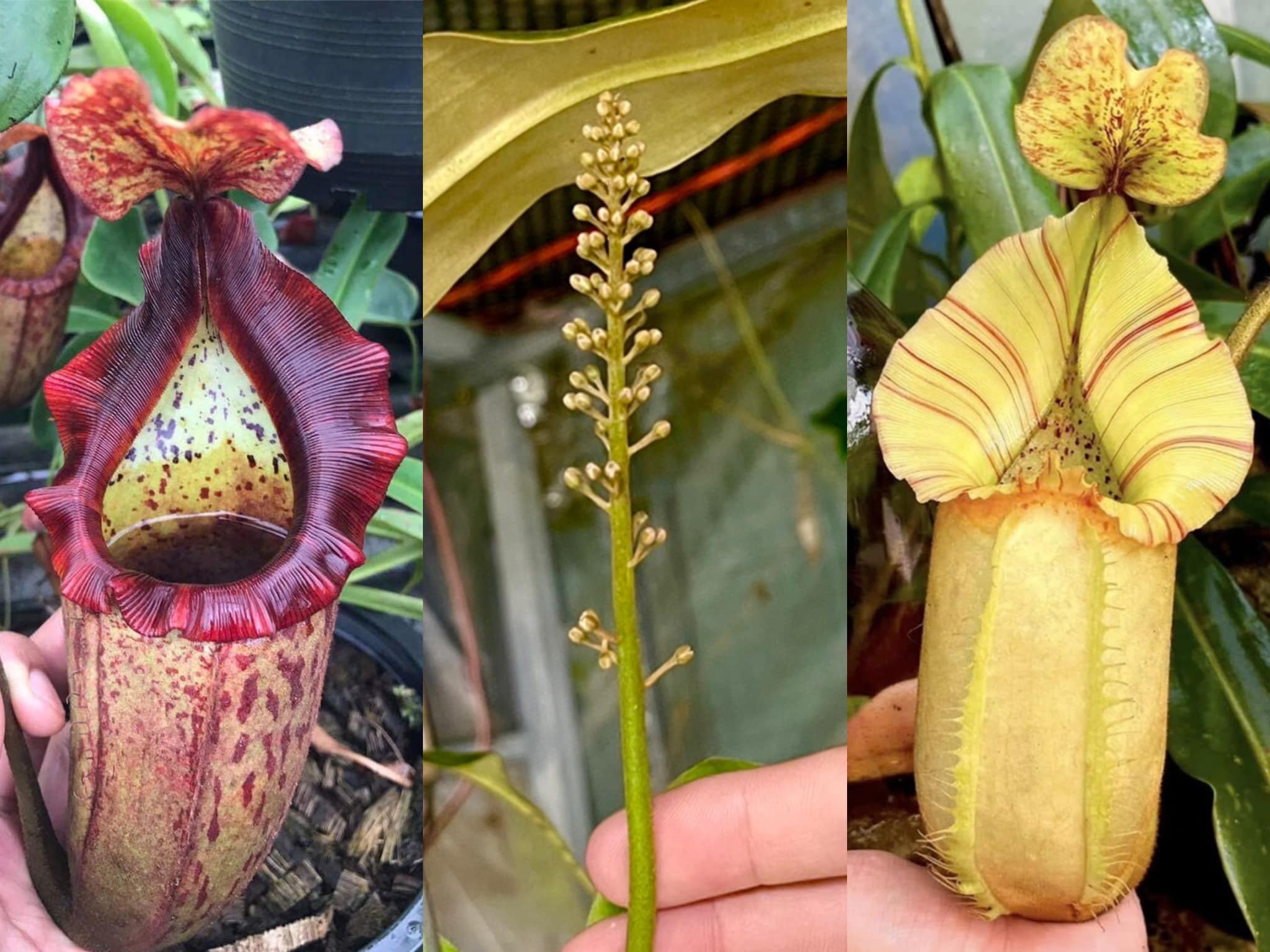 Rare Nepenthes hybrid plant from Redleaf Exotics