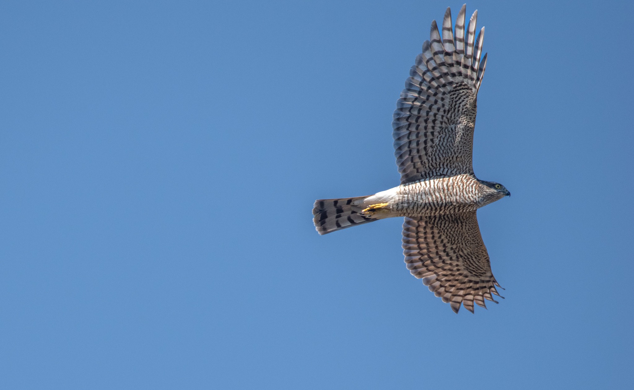 Antikythira Bird Observatory (ABO) - Spring 2016, day 53 of bird ...