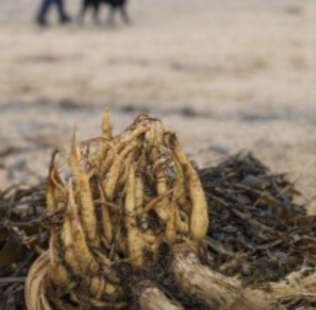 Dún - ⚠️ Be Vigilant for Hemlock Water Dropworth on Beaches Some ...